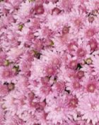 Pretty Pink