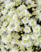 Wedding White