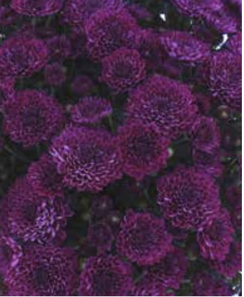 Adiva Purple